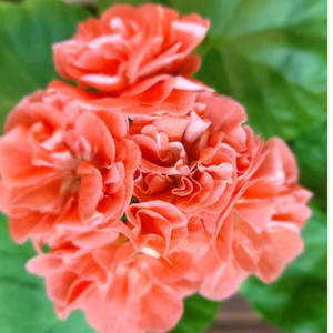 YUZ어텀브리즈 제라늄