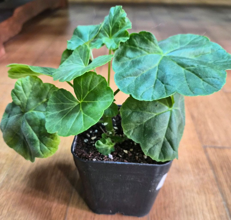 YUZ어텀브리즈 제라늄--2