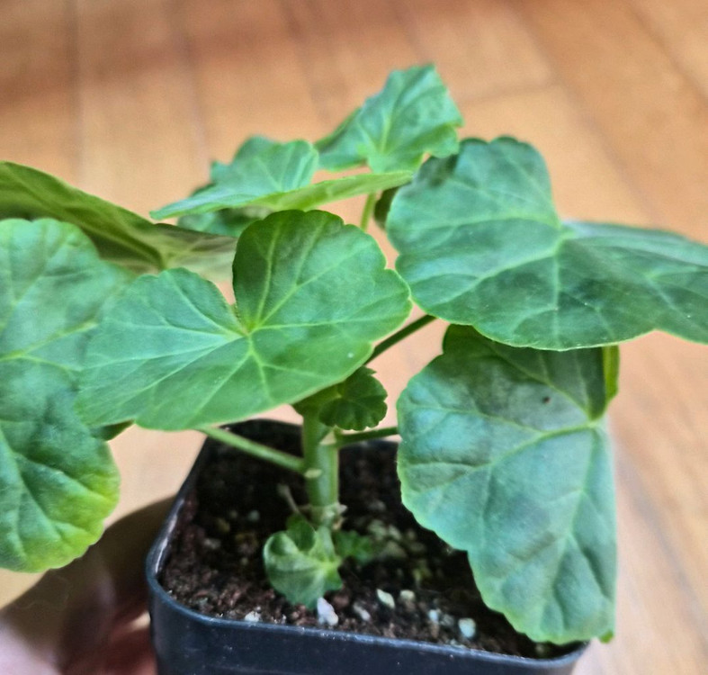 YUZ어텀브리즈 제라늄--3