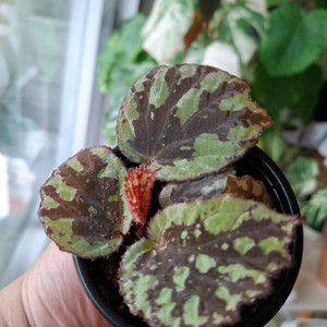 할마헤라 그린 베고니아