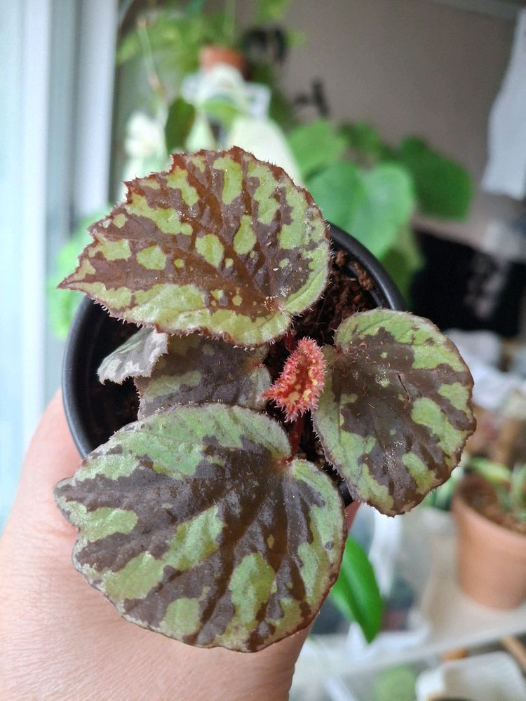 할마헤라 그린 베고니아--1