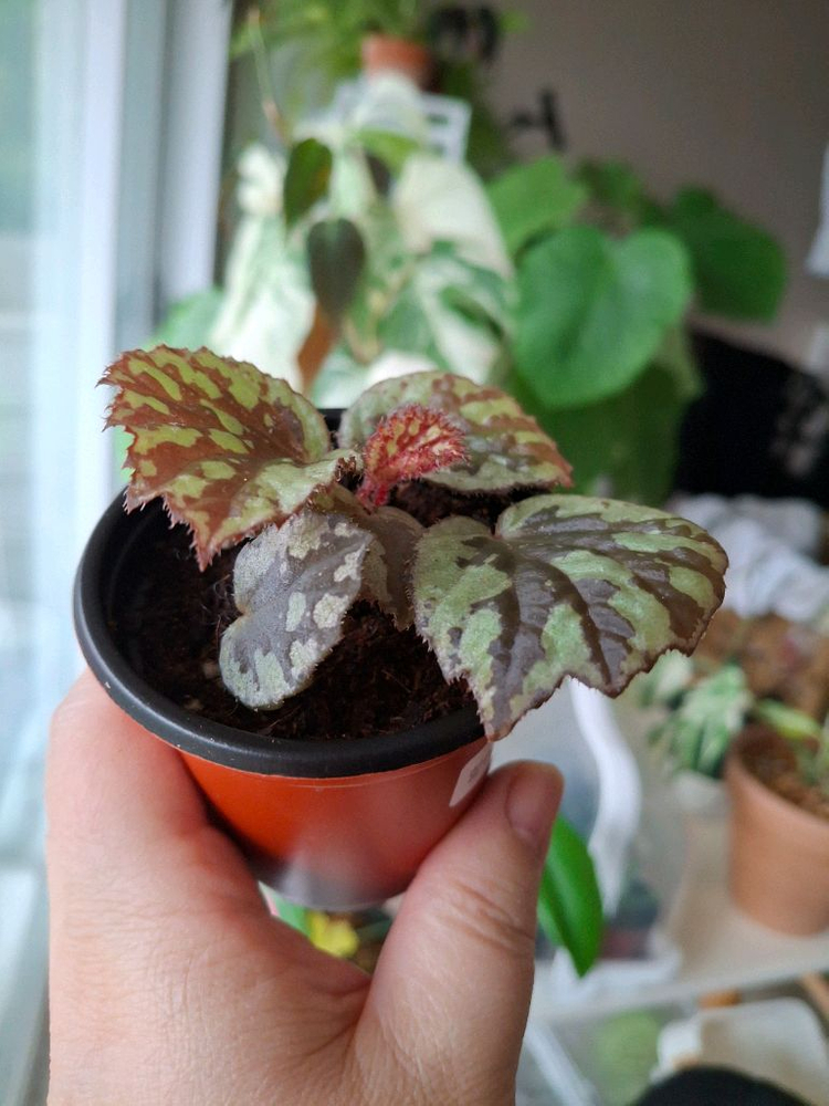 할마헤라 그린 베고니아--2