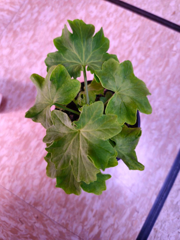 블루퀸즈티아라 스텔라제라늄--1