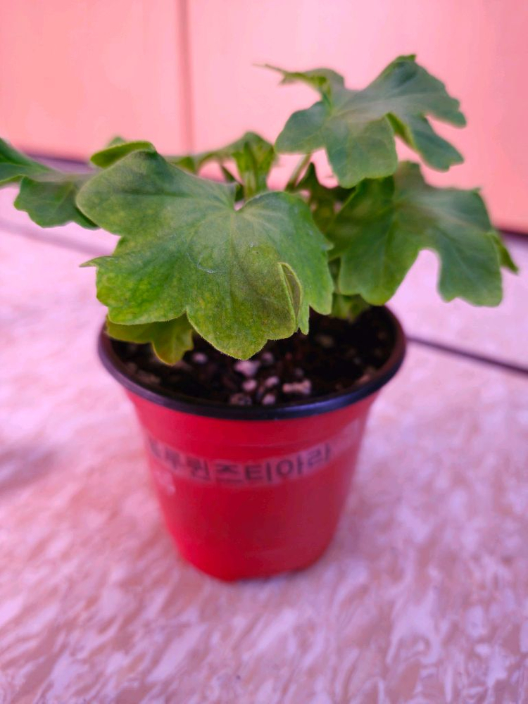 블루퀸즈티아라 스텔라제라늄--2