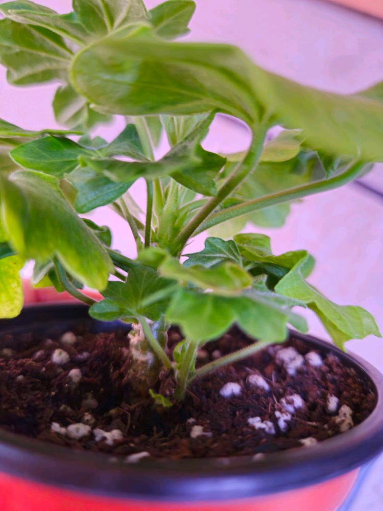 블루퀸즈티아라 스텔라제라늄--4