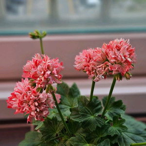 해처럼 스텔라제라늄