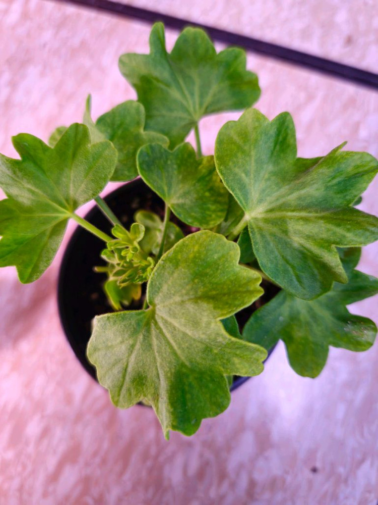 해처럼 스텔라제라늄--1