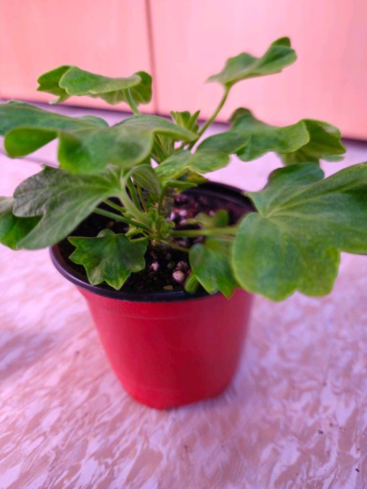 해처럼 스텔라제라늄--3