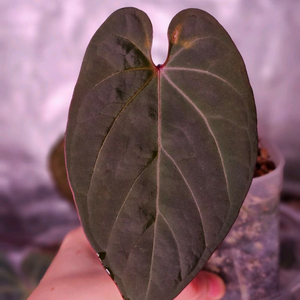 안스리움 나이트퀸*드레스러리