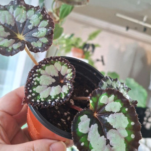 돌체비타 베고니아