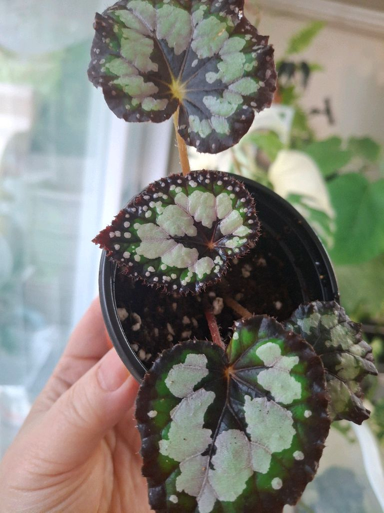 돌체비타 베고니아--1