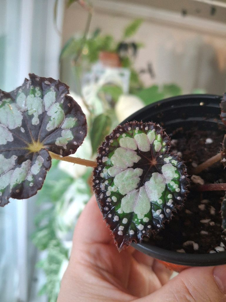 돌체비타 베고니아--3