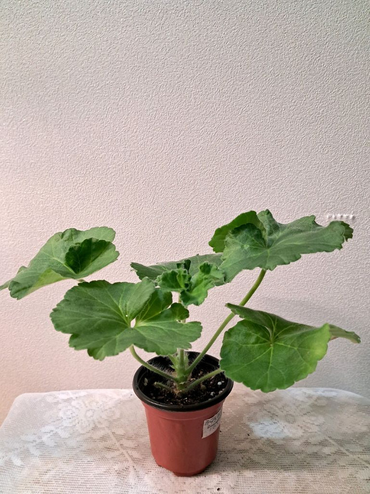 라라딜라이트--1