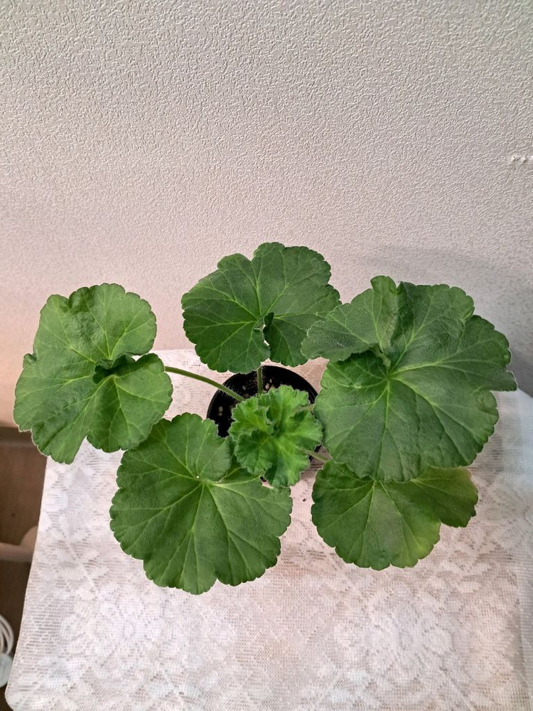 라라딜라이트--2