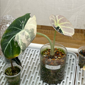 알로카시아 블랙벨벳 핑크 바리에가타