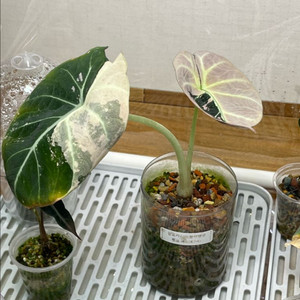 알로카시아 블랙벨벳 핑크 바리에가타