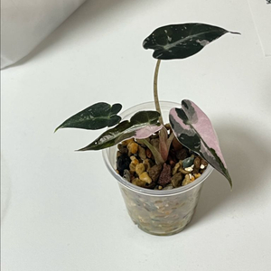 알로카시아 밤비노 핑크 바리에가타