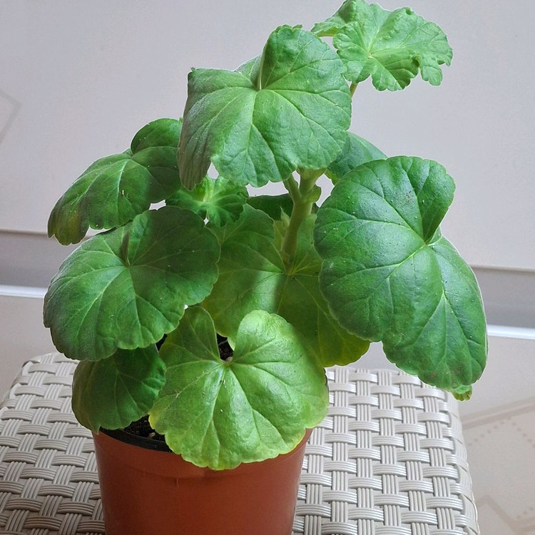 제라늄 경주비안코--1