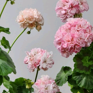 제라늄 경주비안코