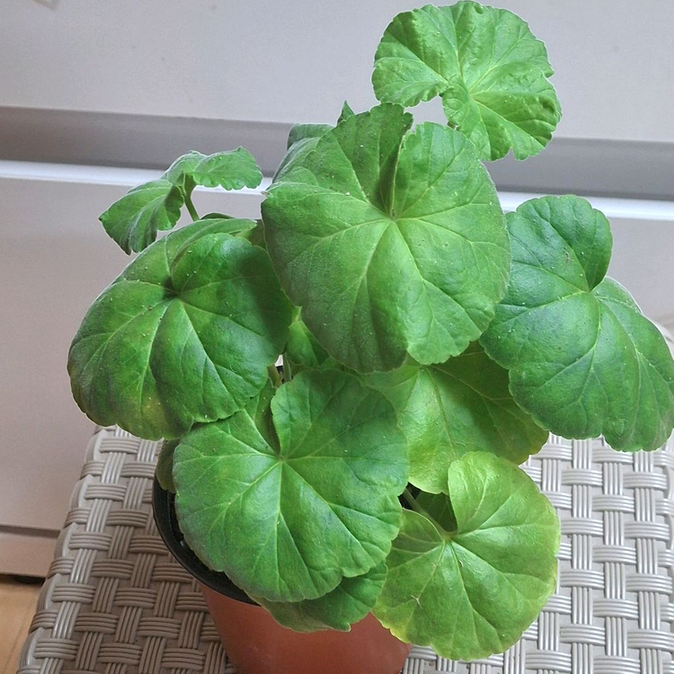 제라늄 경주비안코--2