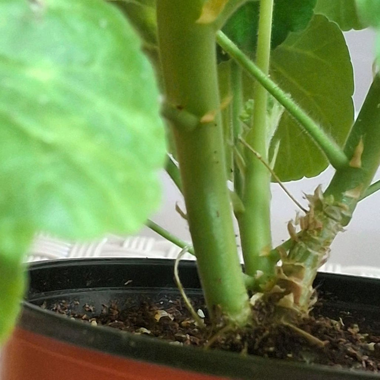 제라늄 경주비안코--3