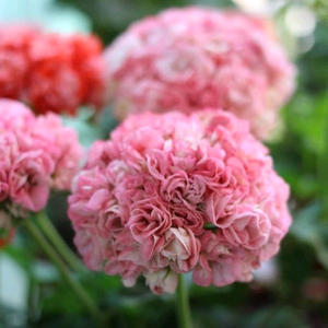 제라늄 좋을로망