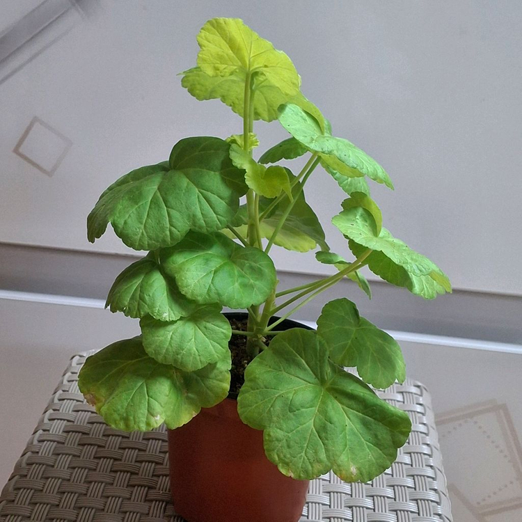 제라늄 좋을로망--1