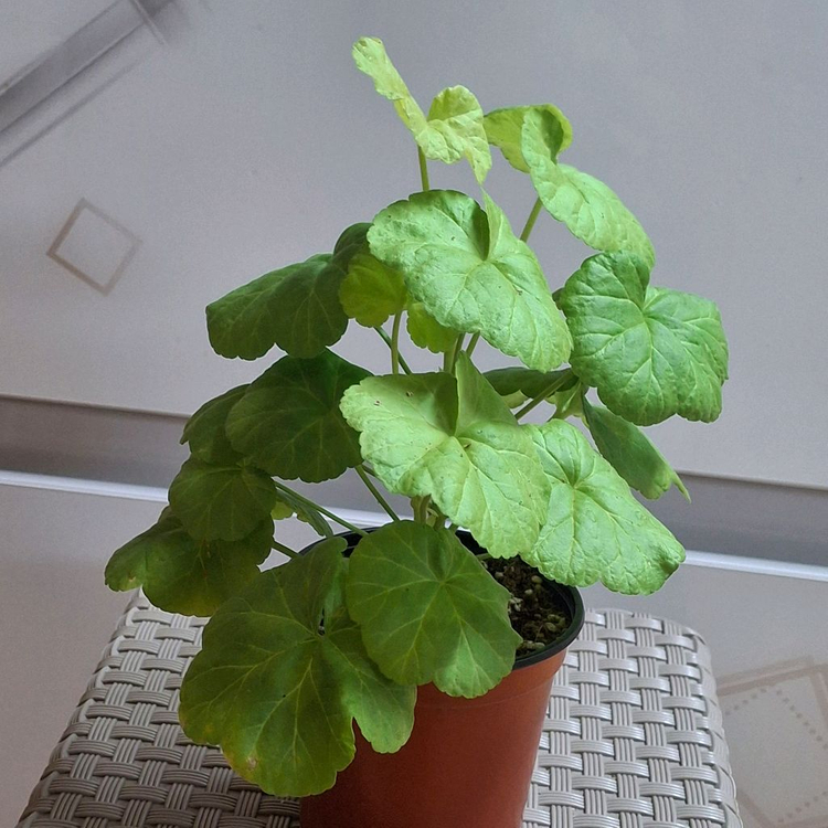 제라늄 좋을로망--2