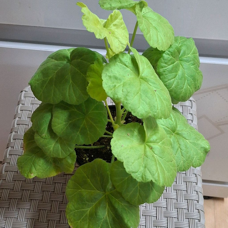 제라늄 좋을로망--3