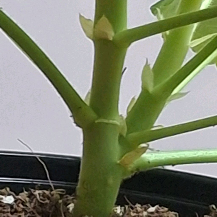 제라늄 좋을로망--4