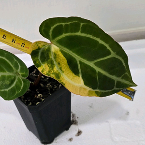 안스리움 크리스탈리넘 하이브리드 var.