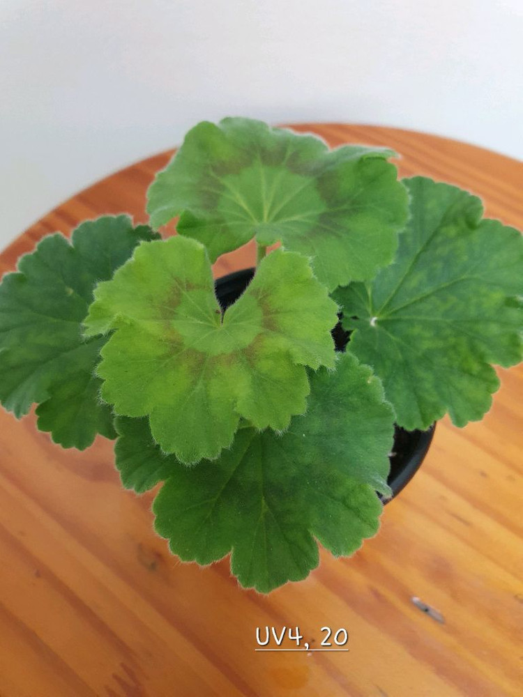 제라늄 UV4,20--1