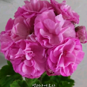 제라늄 셀레나에르샤, 러