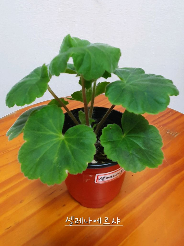 제라늄 셀레나에르샤, 러--1