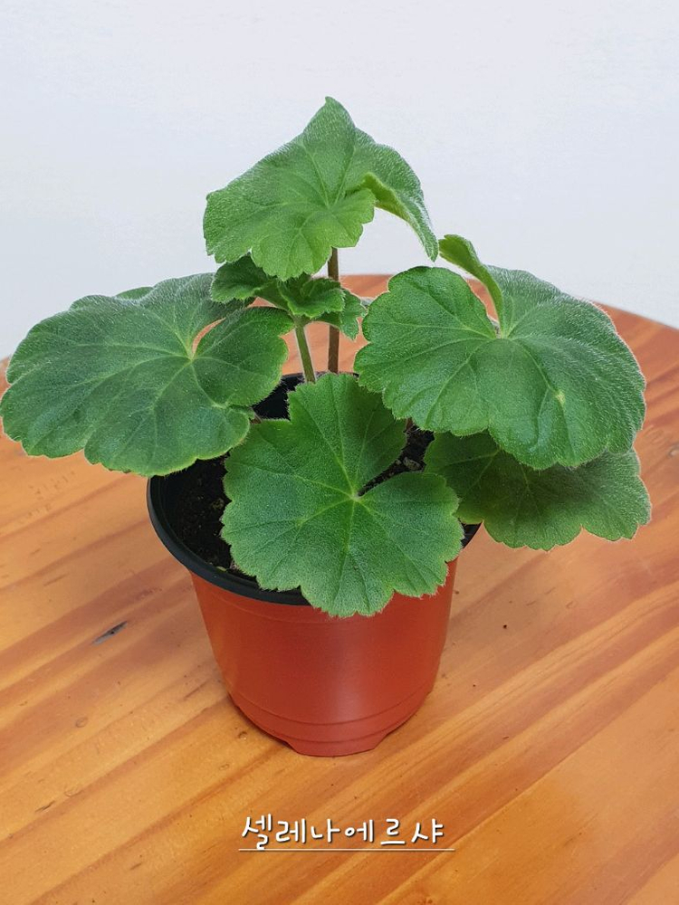 제라늄 셀레나에르샤, 러--3