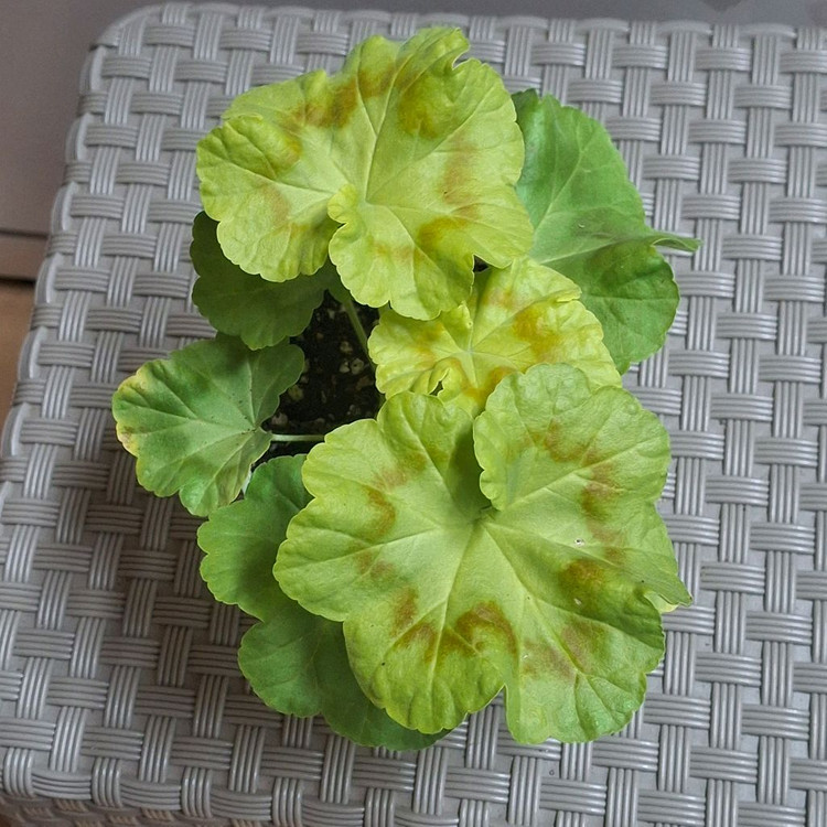 제라늄 완소줄리엣--3