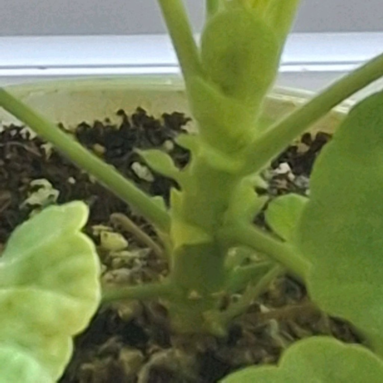 제라늄 완소줄리엣--4