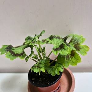 캔디플러스도넛 제라늄