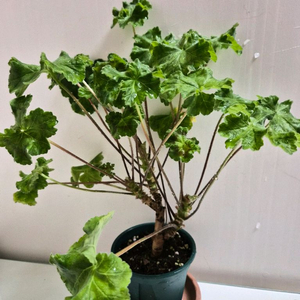 러쉬무어에이본 제라늄