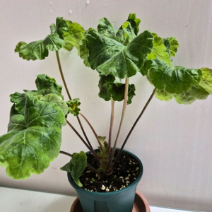 러쉬무어에이본 제라늄