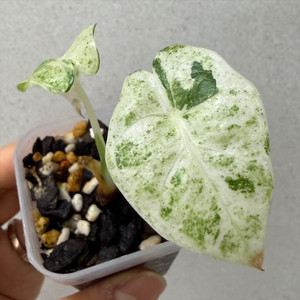 알로카시아 파리시