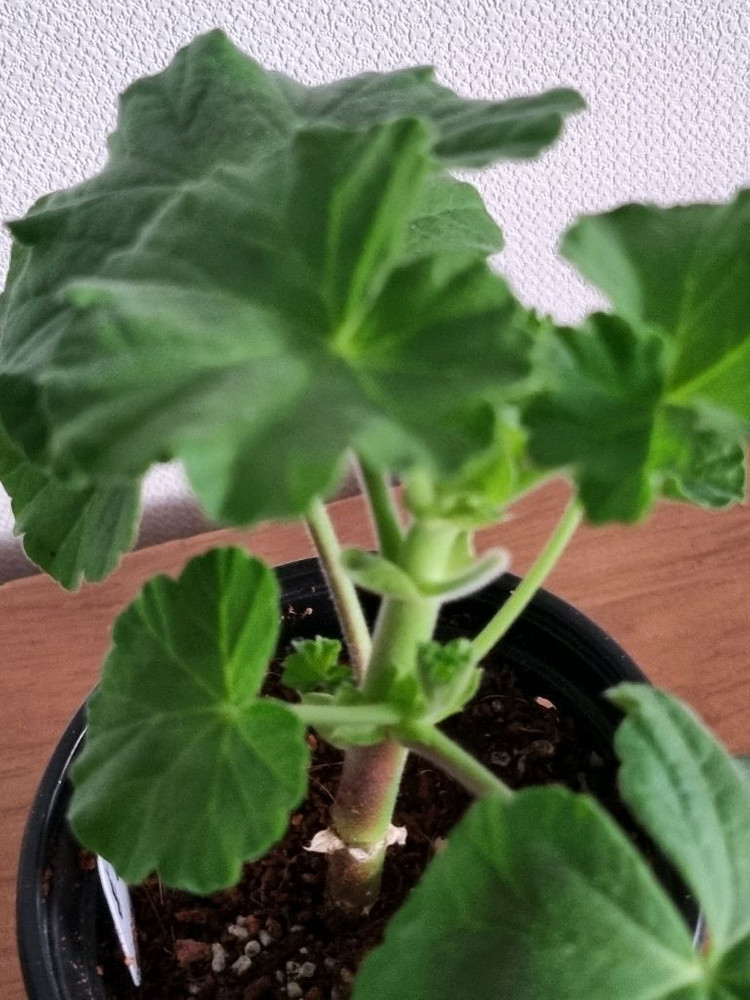 제라늄 홍옹주--1