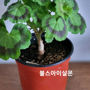 제라늄 불스아이살몬 중품