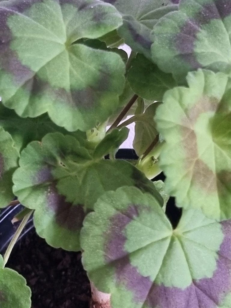 제라늄 불스아이살몬 중품--1