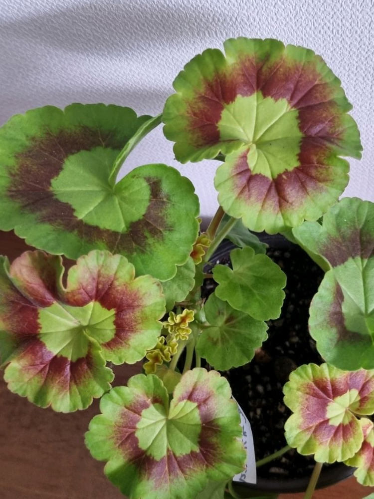 제라늄 별빛슈가캔디 중품--1