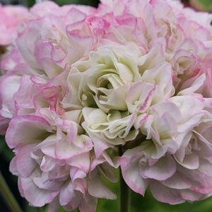 제라늄 지엘그라시아