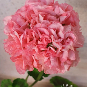 제라늄 빛보예 꽃대있음