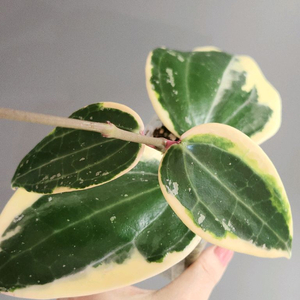 (쌍촉)호야 라티폴리아 알보 마지나타 바리에가타