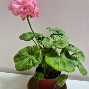 아랑별비제라늄