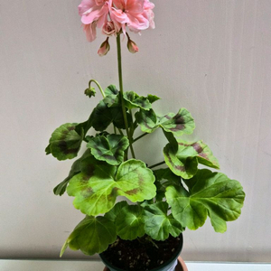 셀크오로라제라늄